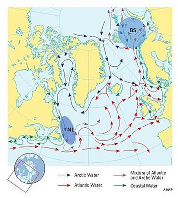 Comparative Modeling of Cod-Capelin Dynamics in the Newfoundland-Labrador Shelves and Barents Sea Ecosystems